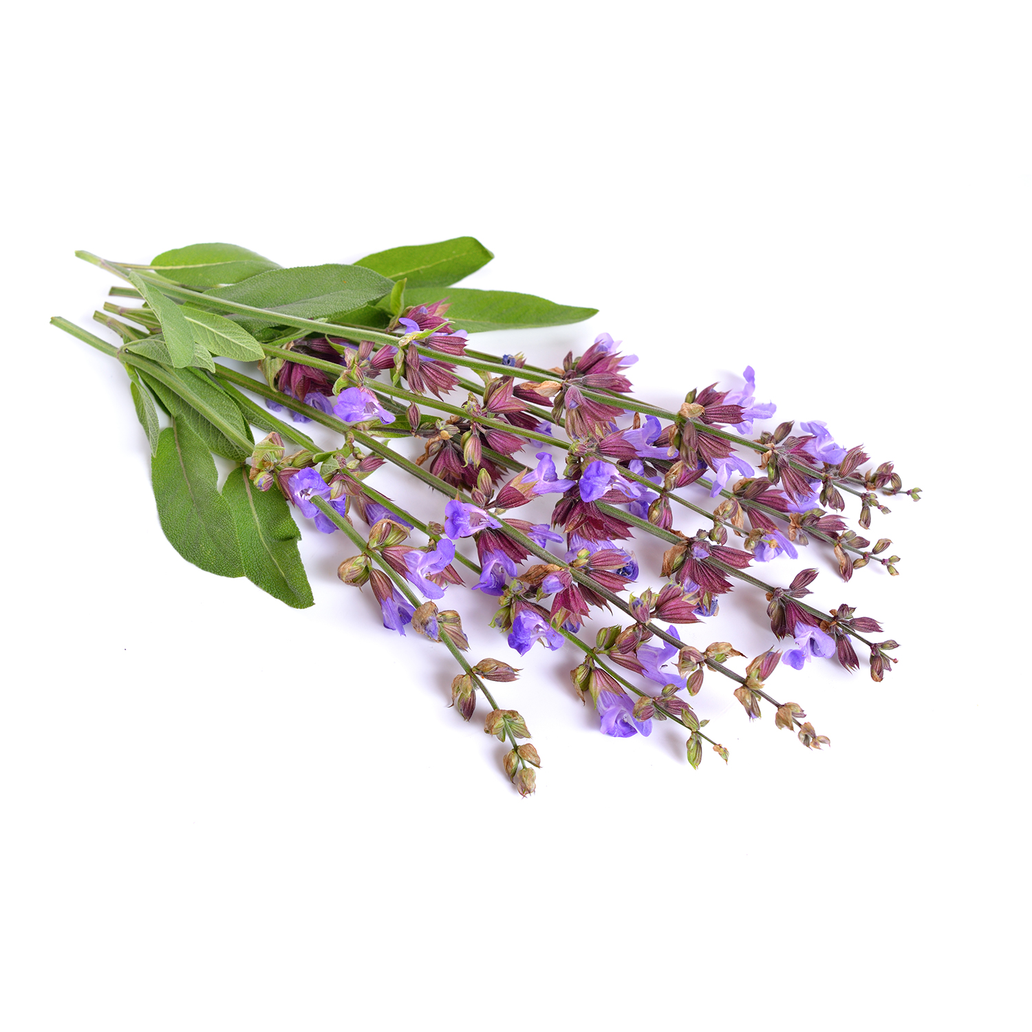 sauge officinale
